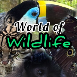 Discovery icon for World of Wildlife š² Discord server